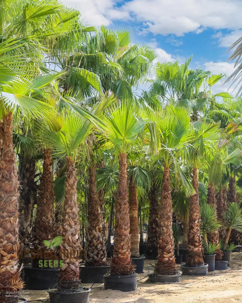 Washingtonia Robusta Seeds - Planting Guide Included For Successful Growth