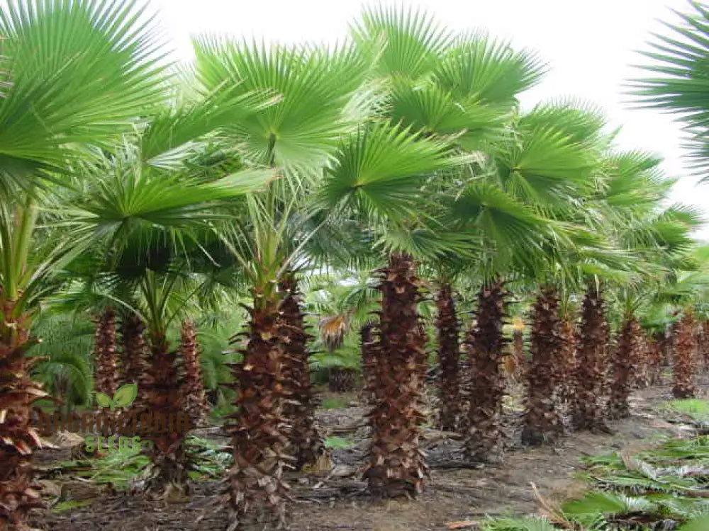 Washingtonia Robusta Seeds - Planting Guide Included For Successful Growth