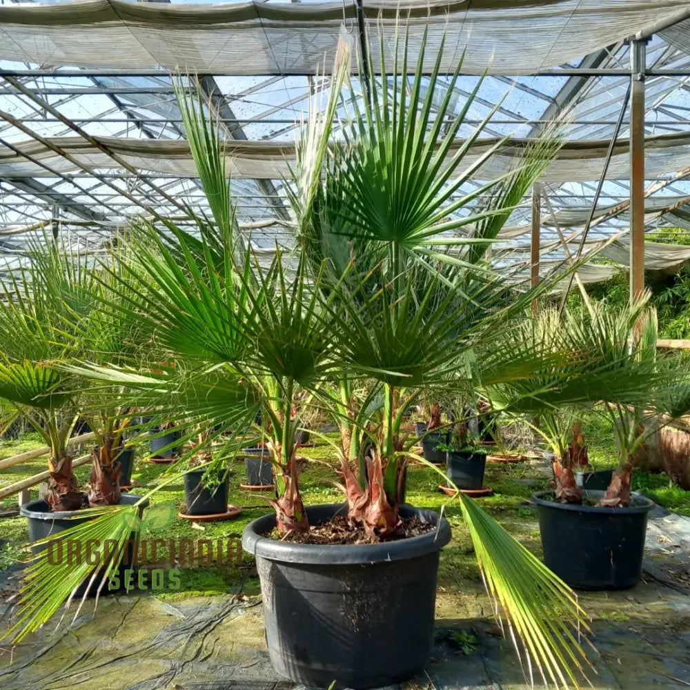 Washingtonia Robusta Seeds - Planting Guide Included For Successful Growth