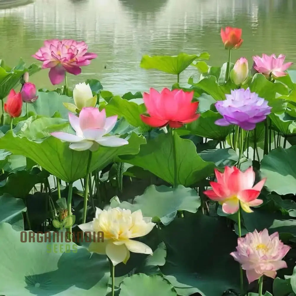 Water Lily Flower Seeds Exotic Blooms Easy To Grow Perfect For Ponds And Gardens Seeds