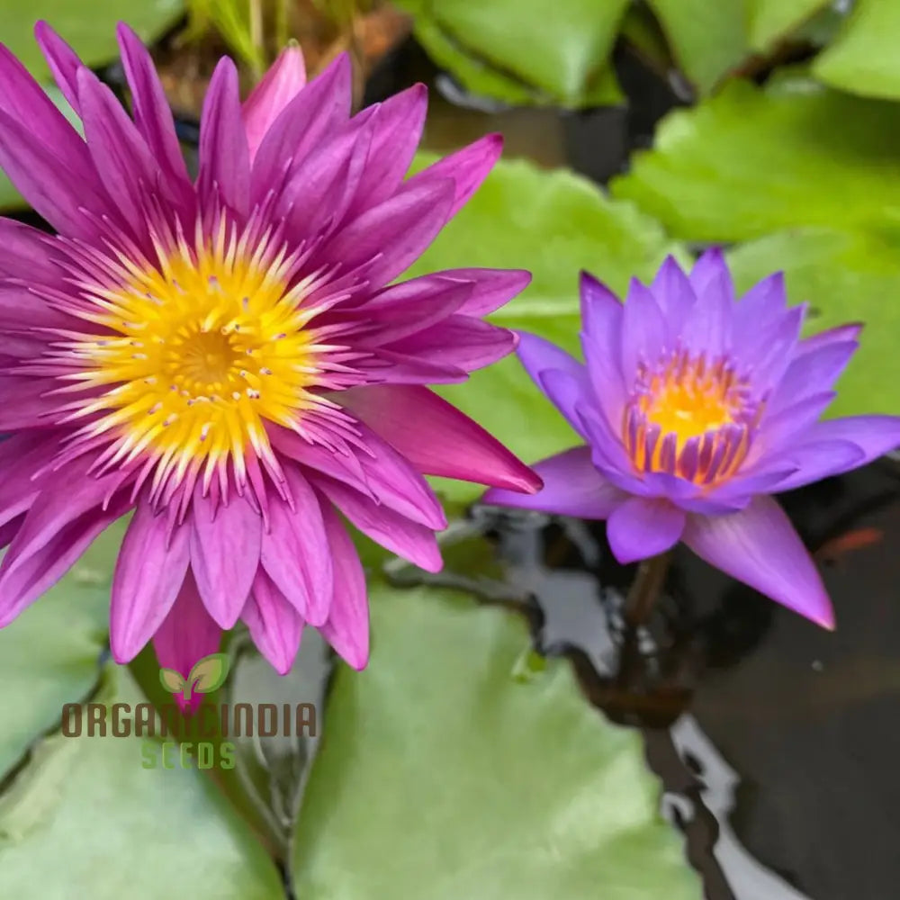 Water Lily Flower Seeds Exotic Blooms Easy To Grow Perfect For Ponds And Gardens Seeds