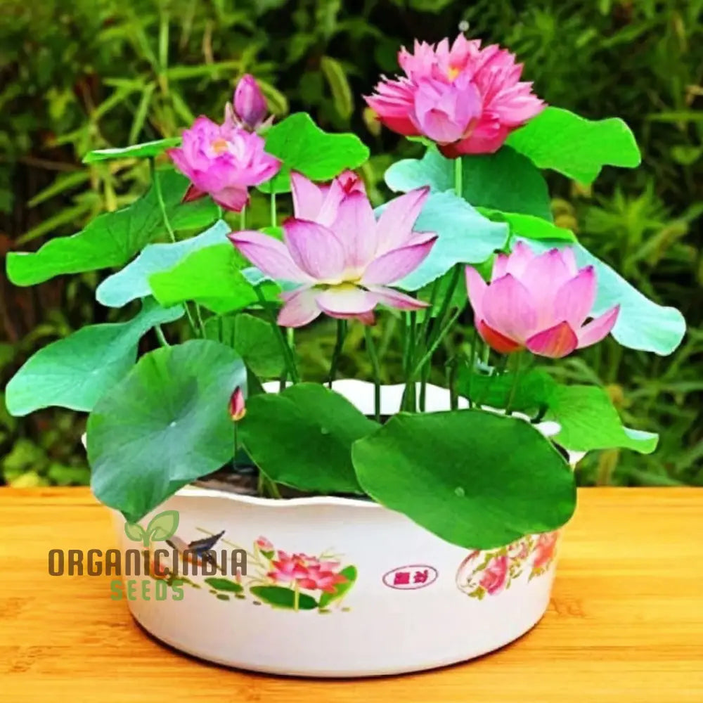 Water Lily Flower Seeds Exotic Blooms Easy To Grow Perfect For Ponds And Gardens Seeds