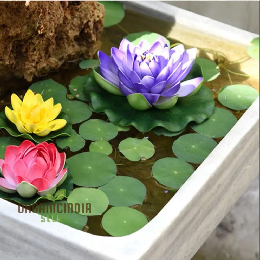 Water Lily Flower Seeds Exotic Blooms Easy To Grow Perfect For Ponds And Gardens Seeds