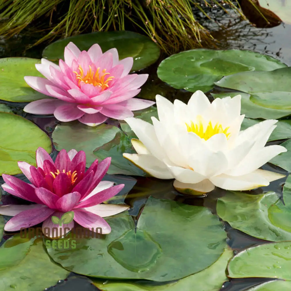 Water Lily Flower Seeds - Mixed Colors For Pond Garden Planting Guide Included