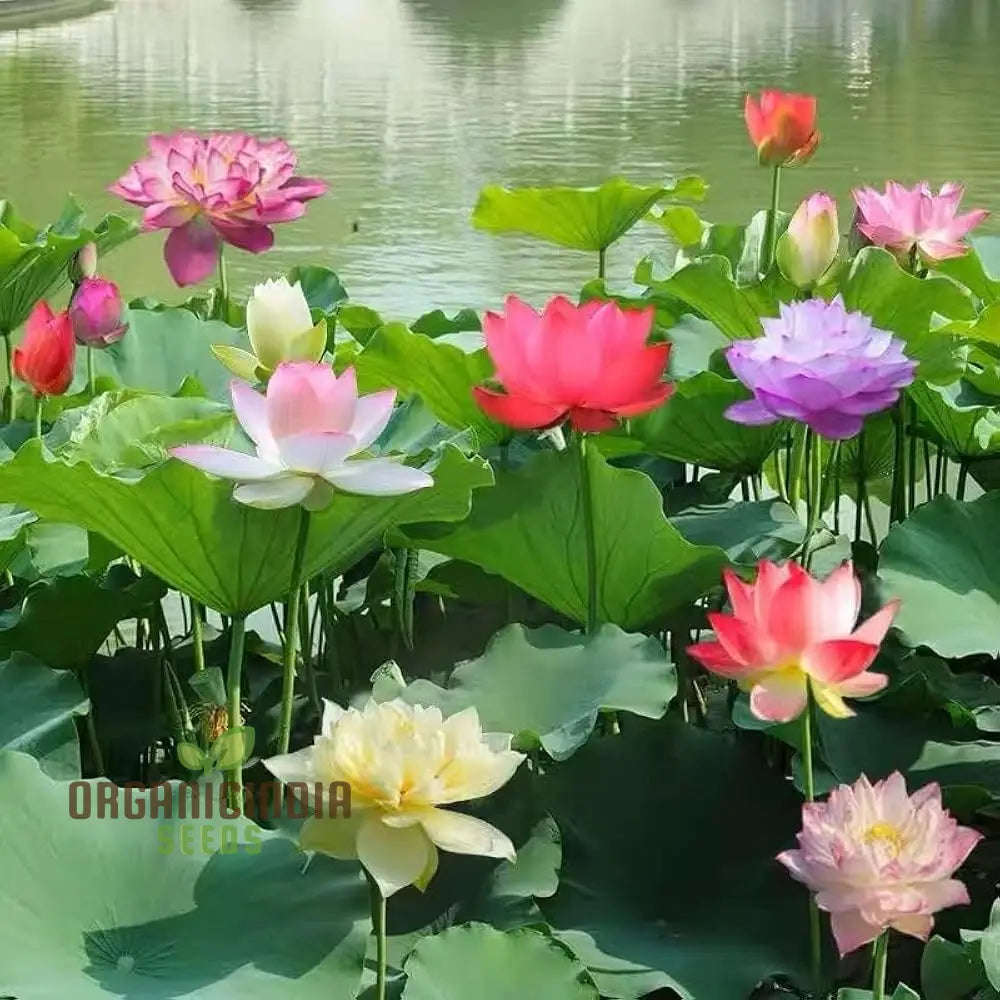 Water Lily Flower Seeds - Mixed Colors For Pond Garden Planting Guide Included