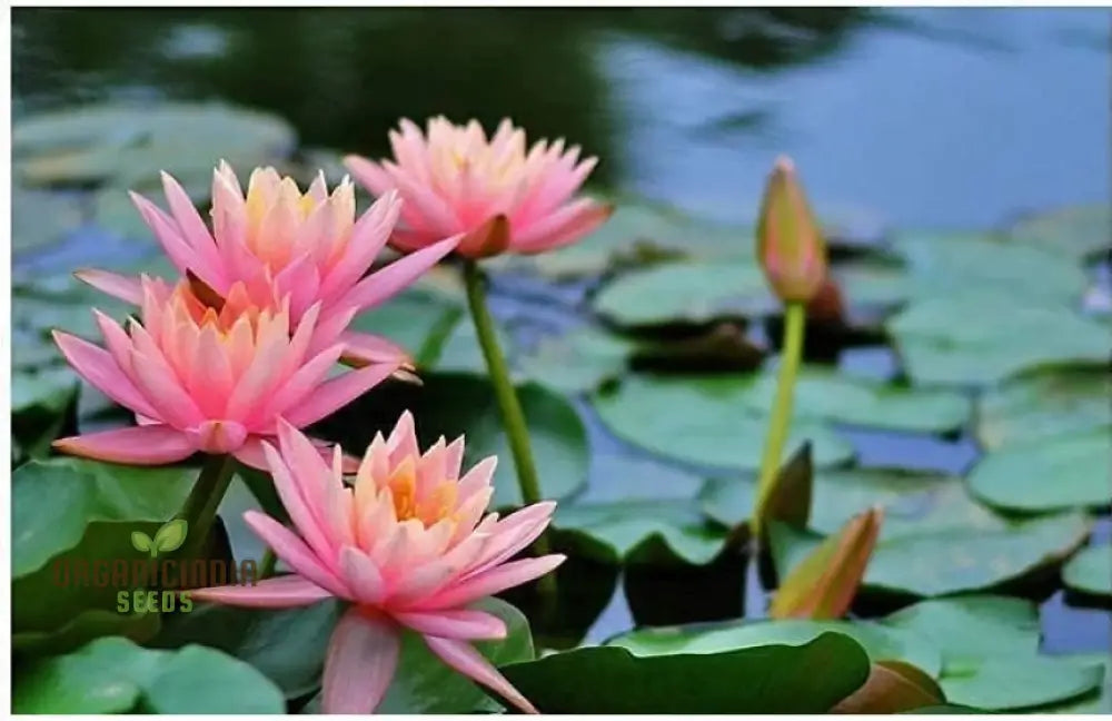 Water Lily Flower Seeds - Mixed Colors For Pond Garden Planting Guide Included