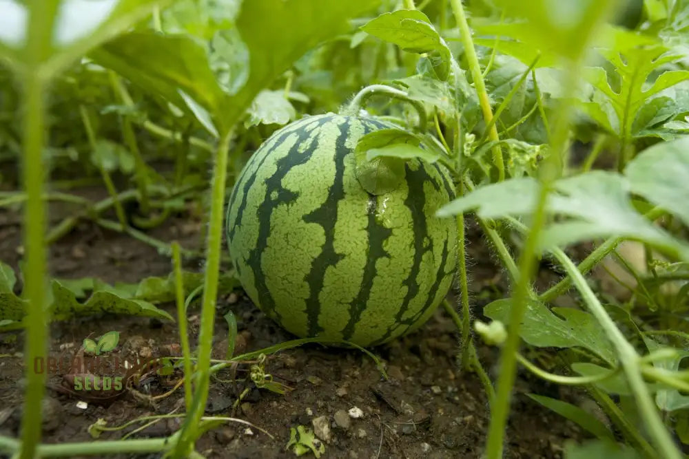 Watermelon - Heirloom Mix Seeds | Premium Quality For Planting & Gardening Organic Variety