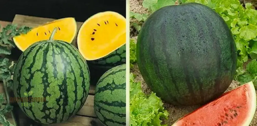 Watermelon - Heirloom Mix Seeds | Premium Quality For Planting & Gardening Organic Variety