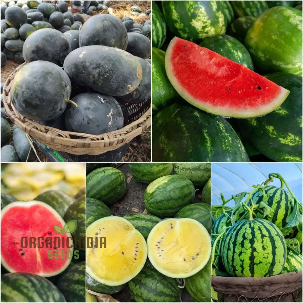 Watermelon - Heirloom Mix Seeds | Premium Quality For Planting & Gardening Organic Variety