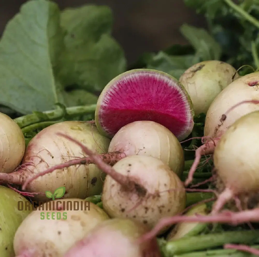 Watermelon Radish Seeds For Planting Heirloom Non Gmo Plant & Grow In Home Outdoor Garden (100