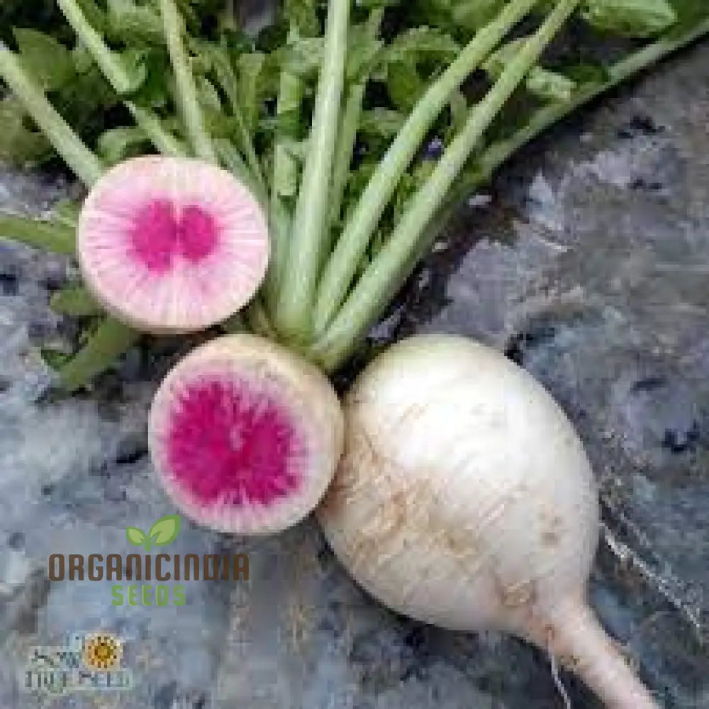 Watermelon Radish Seeds For Planting Heirloom Non Gmo Plant & Grow In Home Outdoor Garden (100