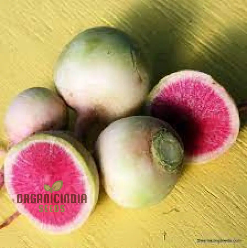 Watermelon Radish Seeds For Planting Heirloom Non Gmo Plant & Grow In Home Outdoor Garden (100