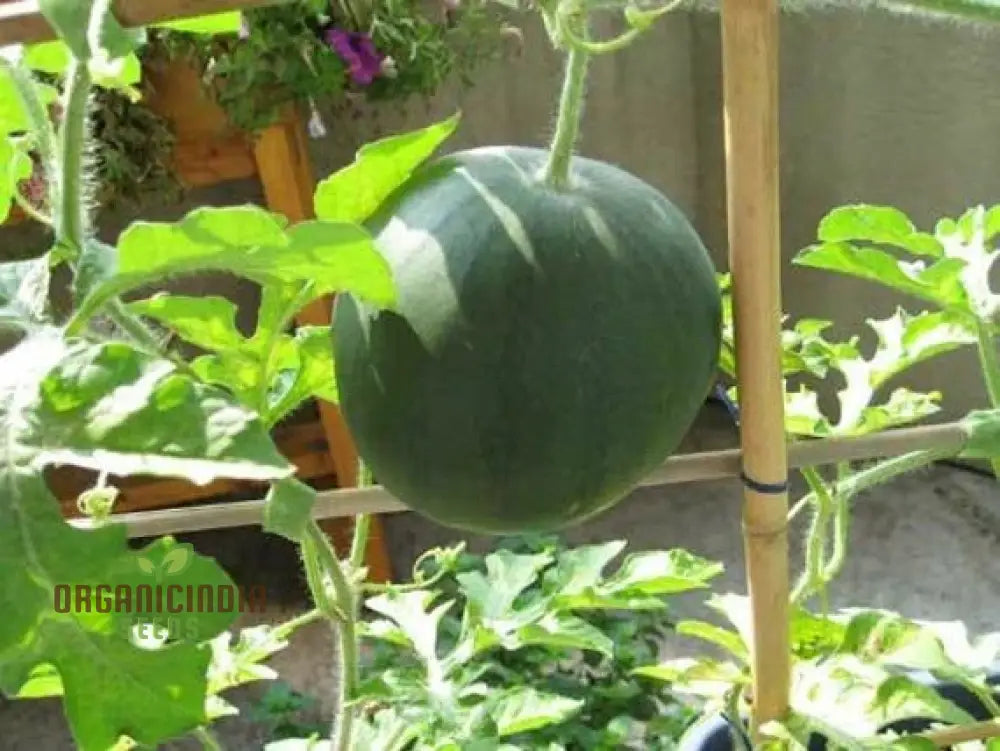 Watermelon - Sugar Baby Seeds For Home Gardening | Heirloom Fruit Delicious Melons