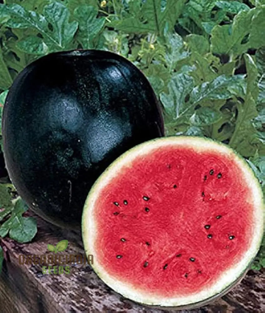 Watermelon - Sugar Baby Seeds For Home Gardening | Heirloom Fruit Delicious Melons