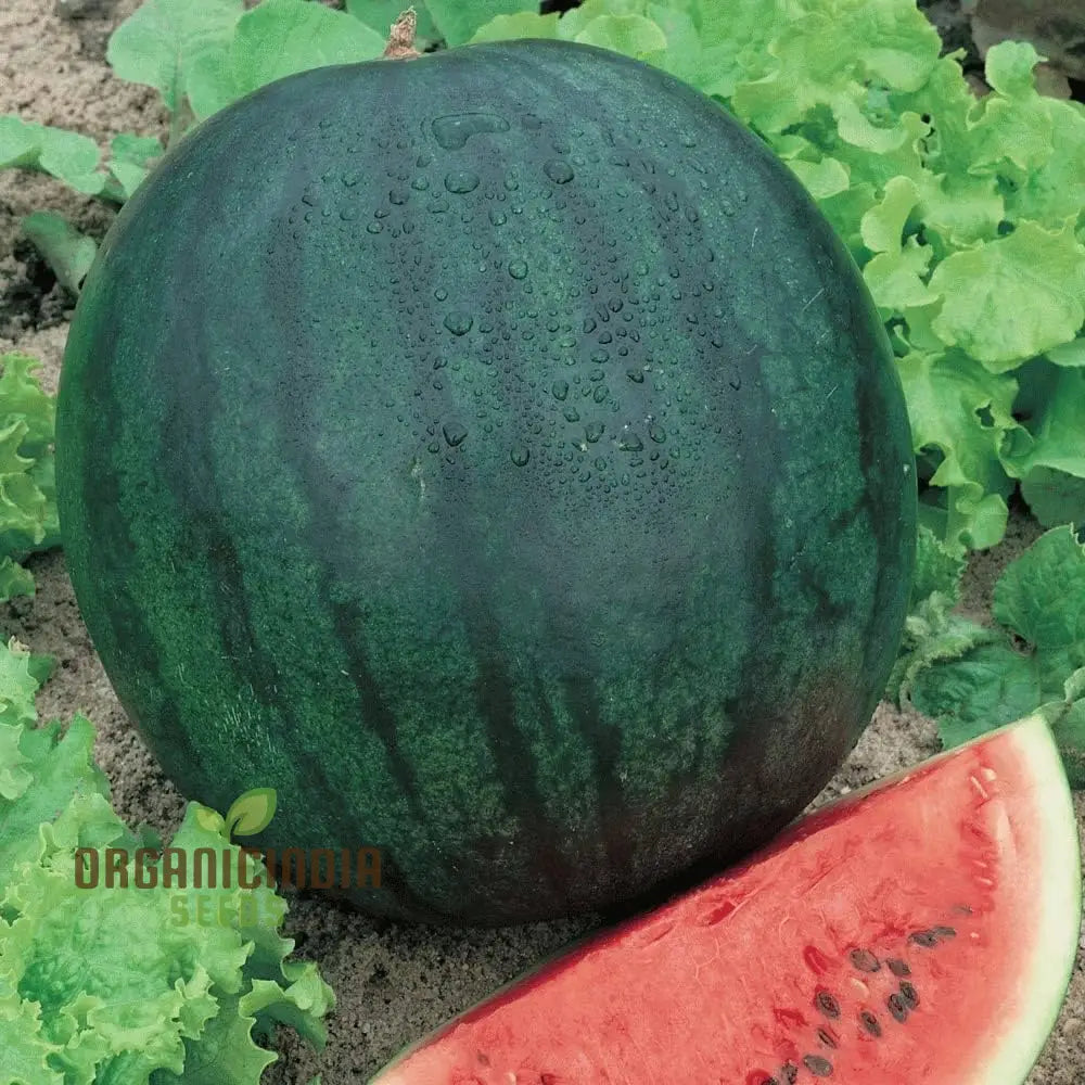 Watermelon - Sugar Baby Seeds For Home Gardening | Heirloom Fruit Delicious Melons