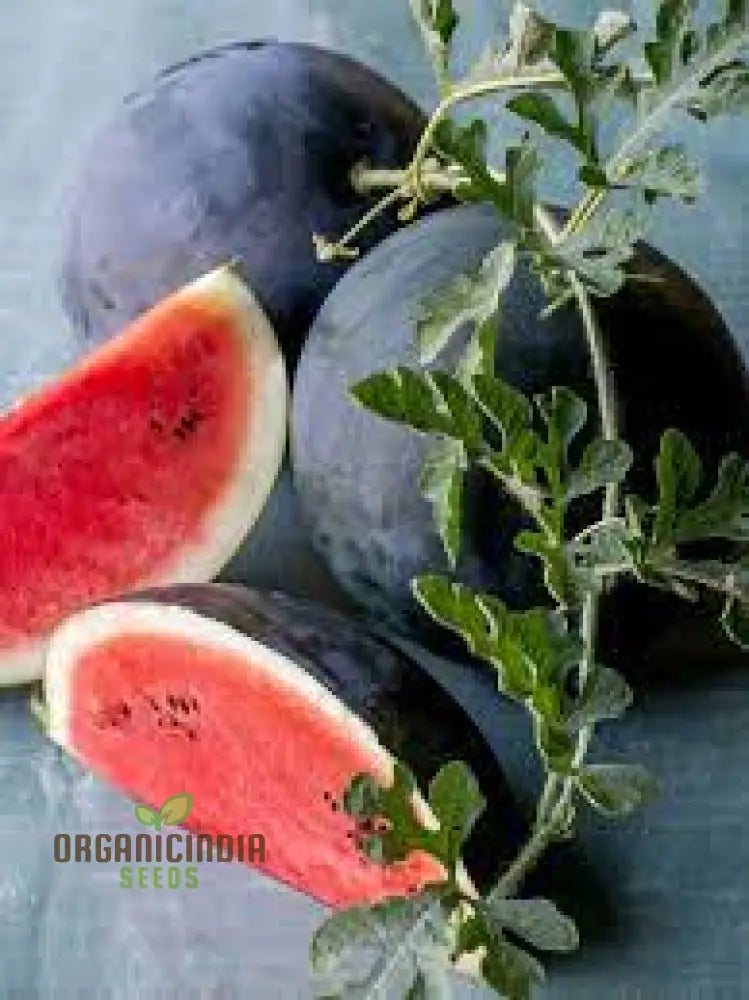 Watermelon - Sugar Baby Seeds For Home Gardening | Heirloom Fruit Delicious Melons