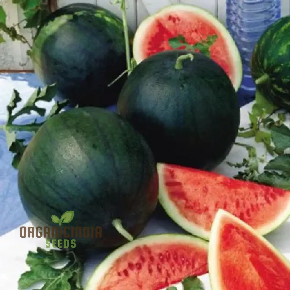 Watermelon - Sugar Baby Seeds For Home Gardening | Heirloom Fruit Delicious Melons