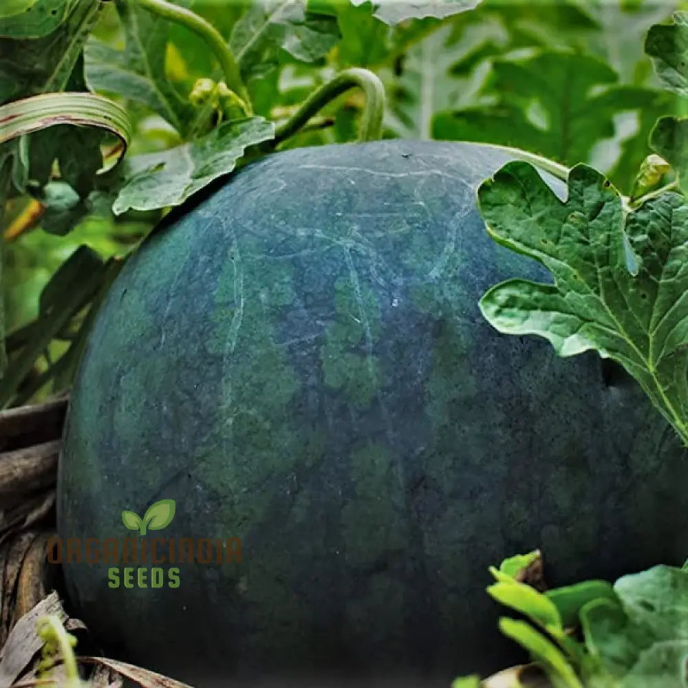 Watermelon - Sugar Baby Seeds For Home Gardening | Heirloom Fruit Delicious Melons