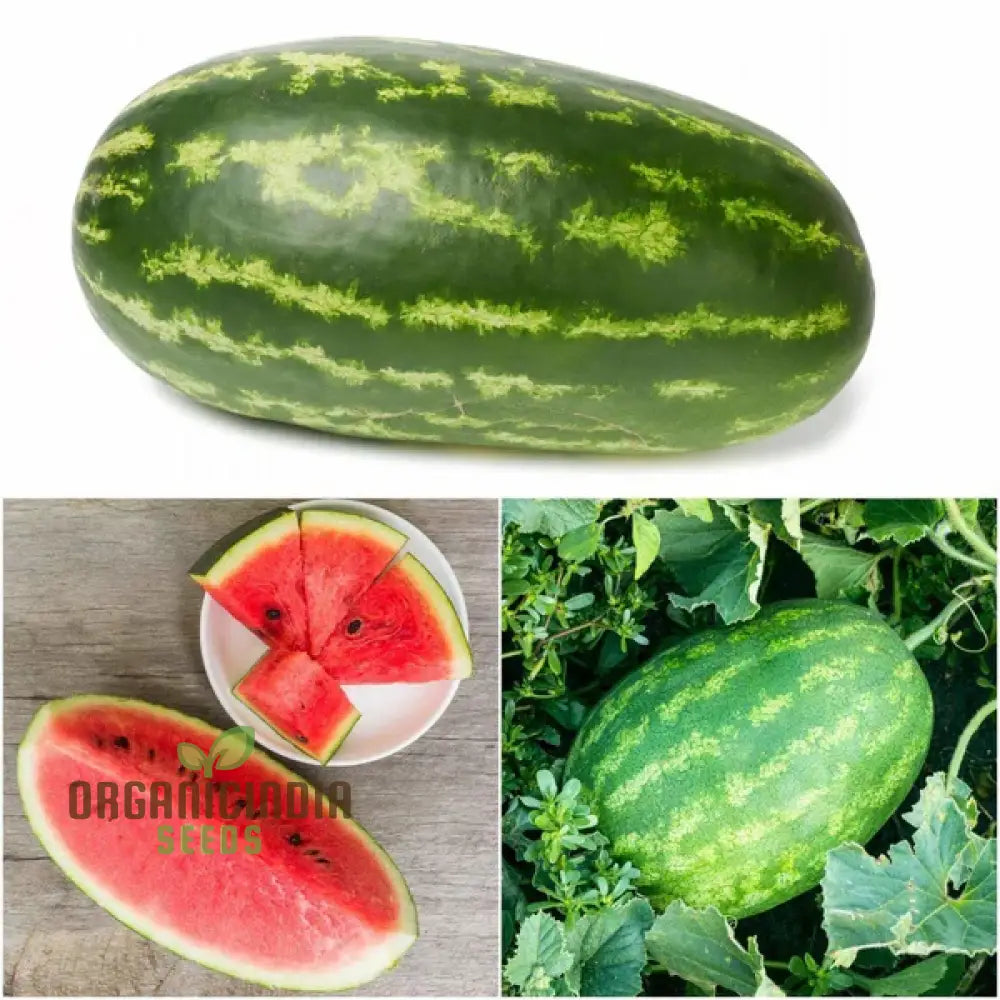 Watermelon - Wildcat F1 Seeds For Planting And Gardening Premium Quality Home Garden Cultivation