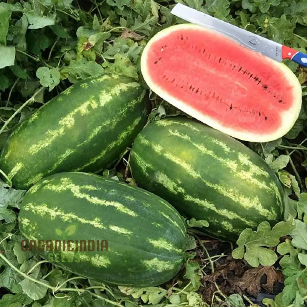 Watermelon - Wildcat F1 Seeds For Planting And Gardening Premium Quality Home Garden Cultivation