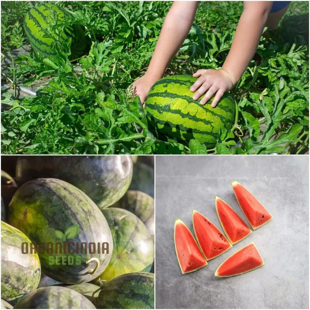 Watermelon - Wildcat F1 Seeds For Planting And Gardening Premium Quality Home Garden Cultivation