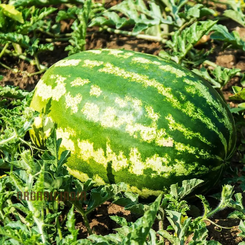 Watermelon - Wildcat F1 Seeds For Planting And Gardening Premium Quality Home Garden Cultivation