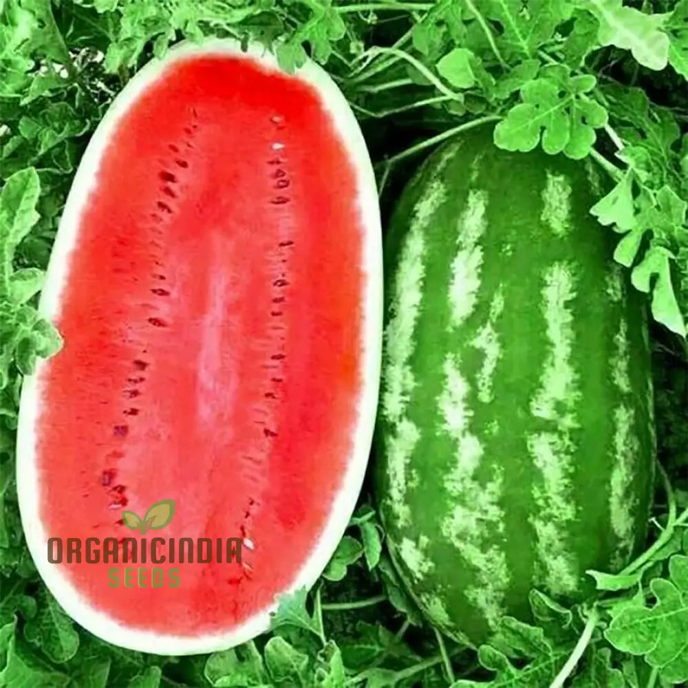 Watermelon - Wildcat F1 Seeds For Planting And Gardening Premium Quality Home Garden Cultivation