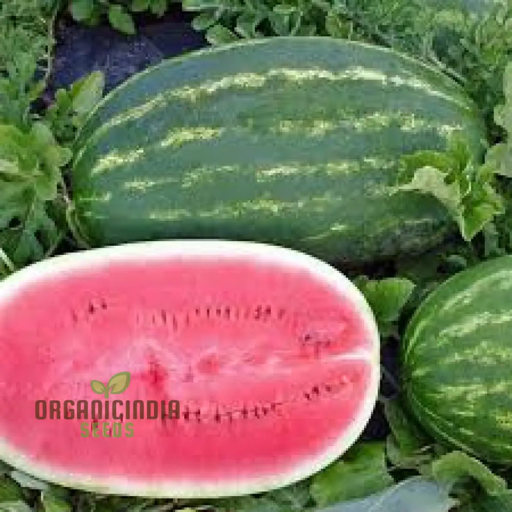 Watermelon - Wildcat F1 Seeds For Planting And Gardening Premium Quality Home Garden Cultivation