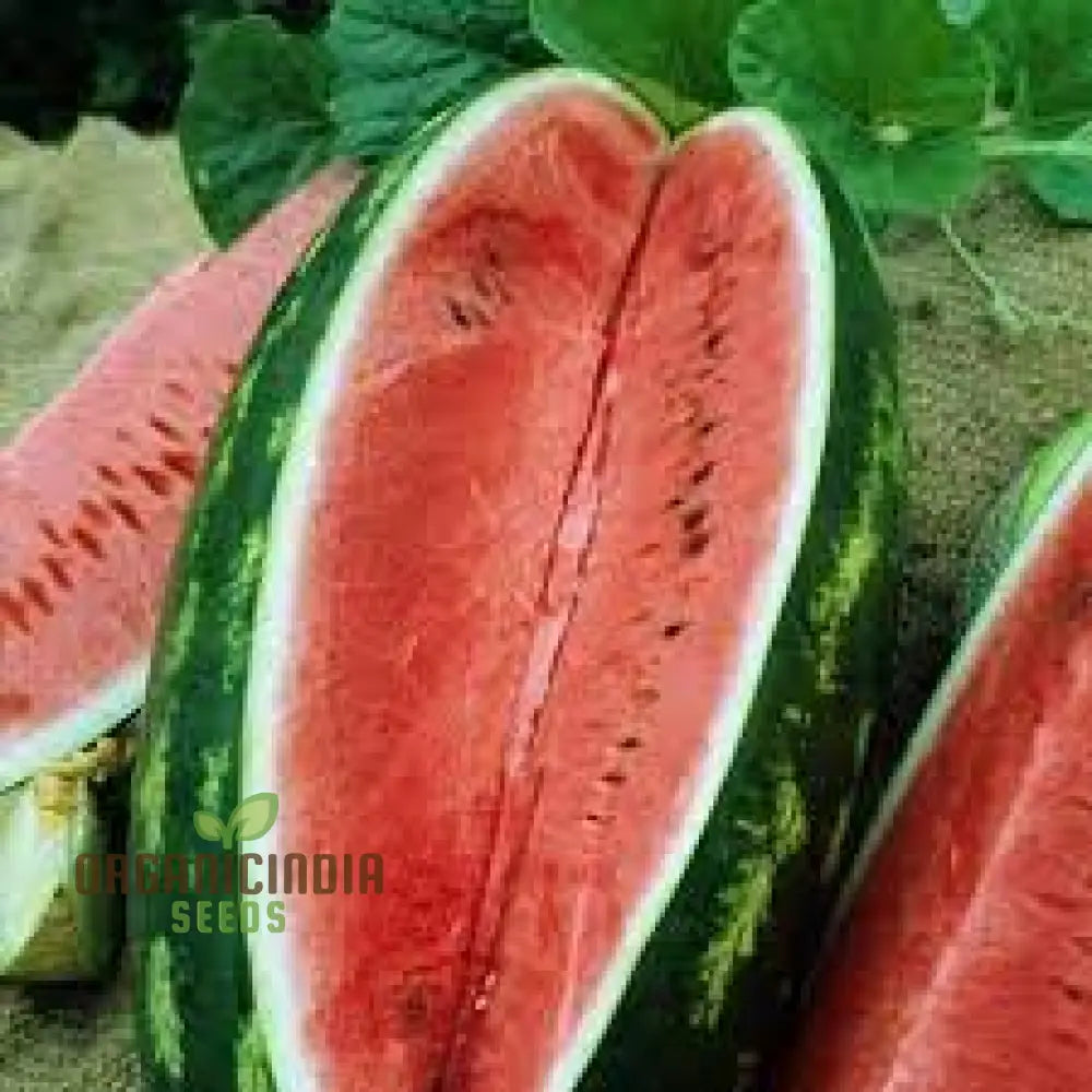 Watermelon - Wildcat F1 Seeds For Planting And Gardening Premium Quality Home Garden Cultivation