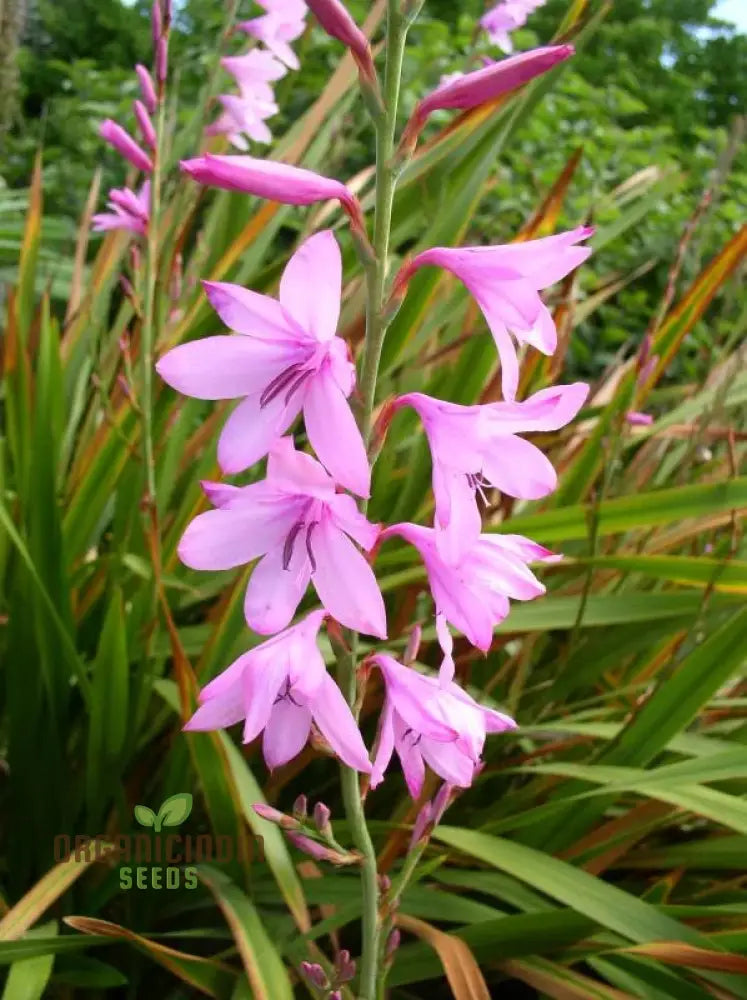 Watsonia Borbonica Seeds - Exquisite Flowering Planting For Your Garden