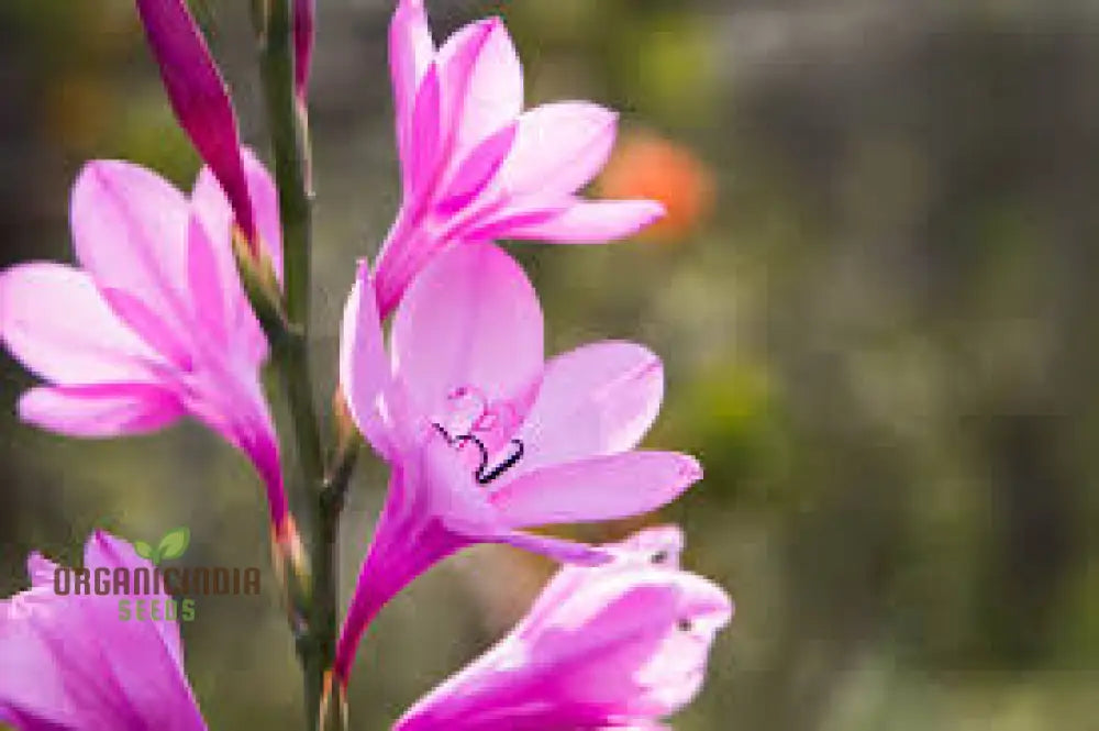 Watsonia Borbonica Seeds - Exquisite Flowering Planting For Your Garden