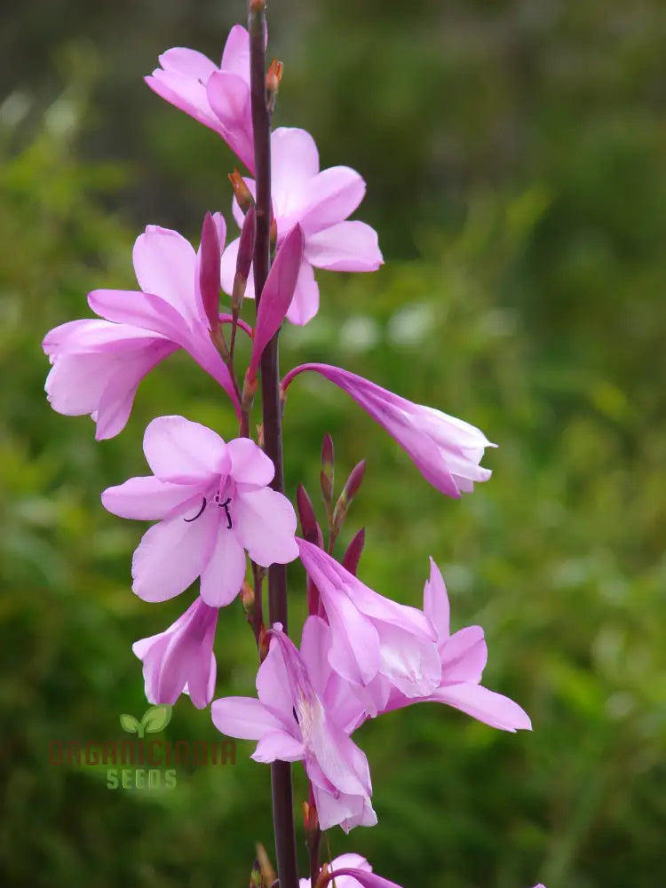 Watsonia Borbonica Seeds - Exquisite Flowering Planting For Your Garden