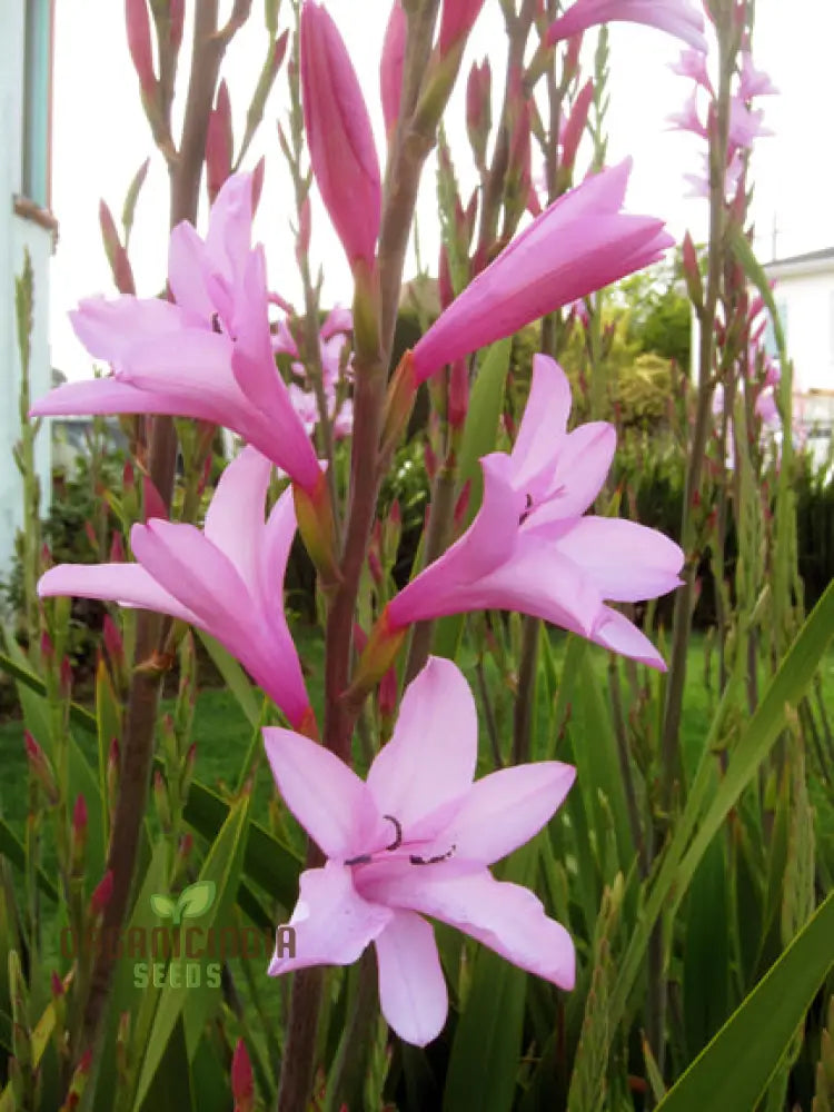 Watsonia Borbonica Seeds - Exquisite Flowering Planting For Your Garden