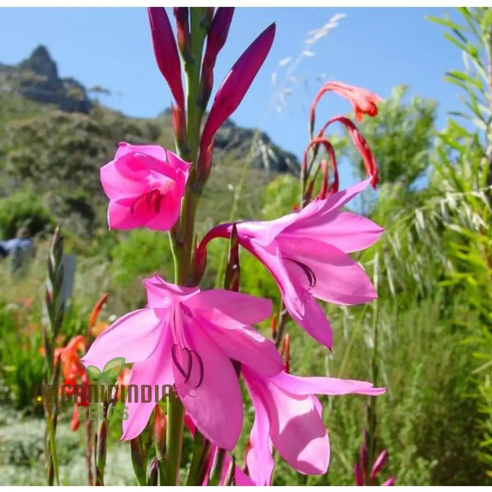 Watsonia Borbonica Seeds - Exquisite Flowering Planting For Your Garden