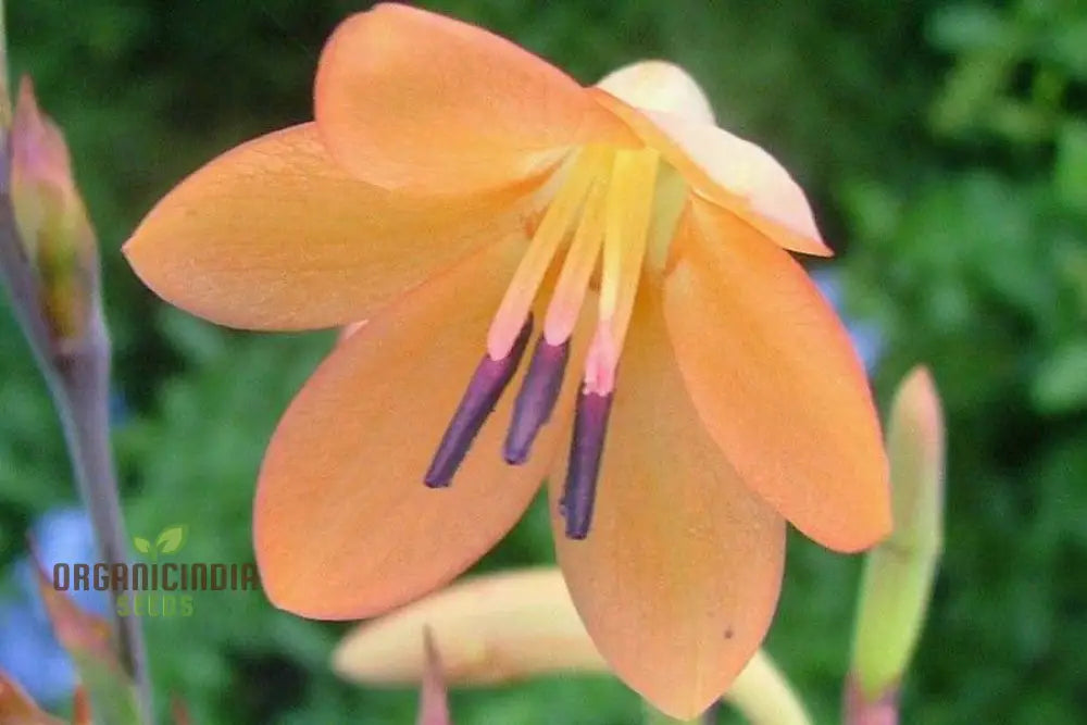 Watsonia Meriana Var Bulbillifera Seeds - Premium Quality For Planting Success