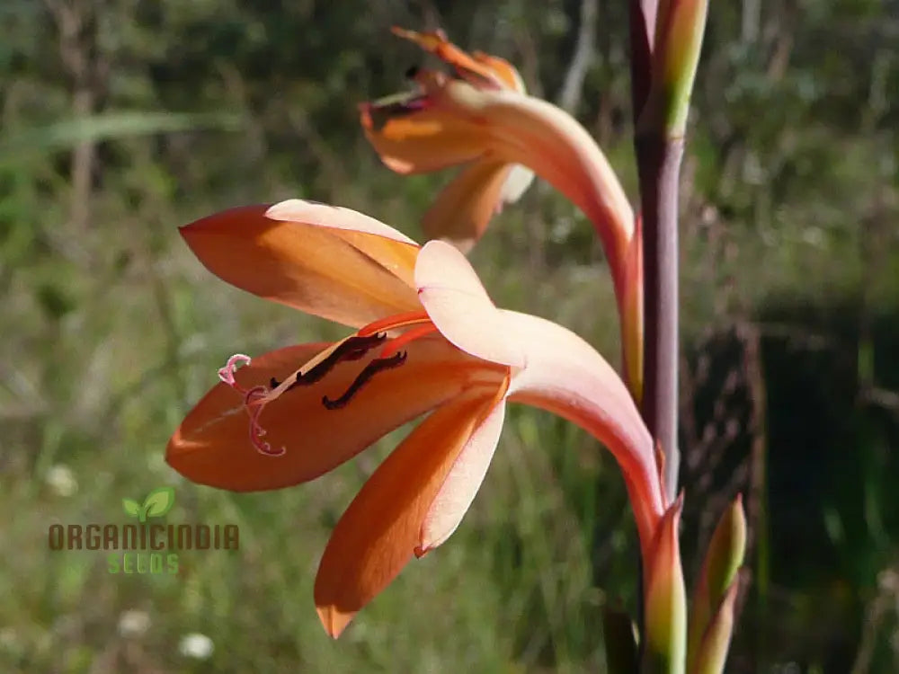 Watsonia Meriana Var Bulbillifera Seeds - Premium Quality For Planting Success