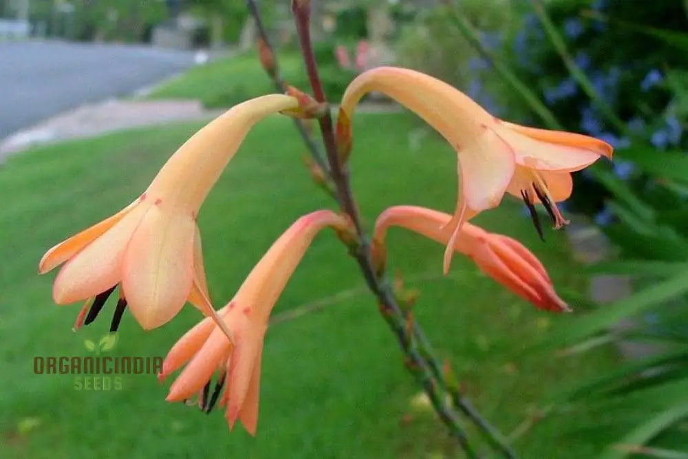 Watsonia Meriana Var Bulbillifera Seeds - Premium Quality For Planting Success