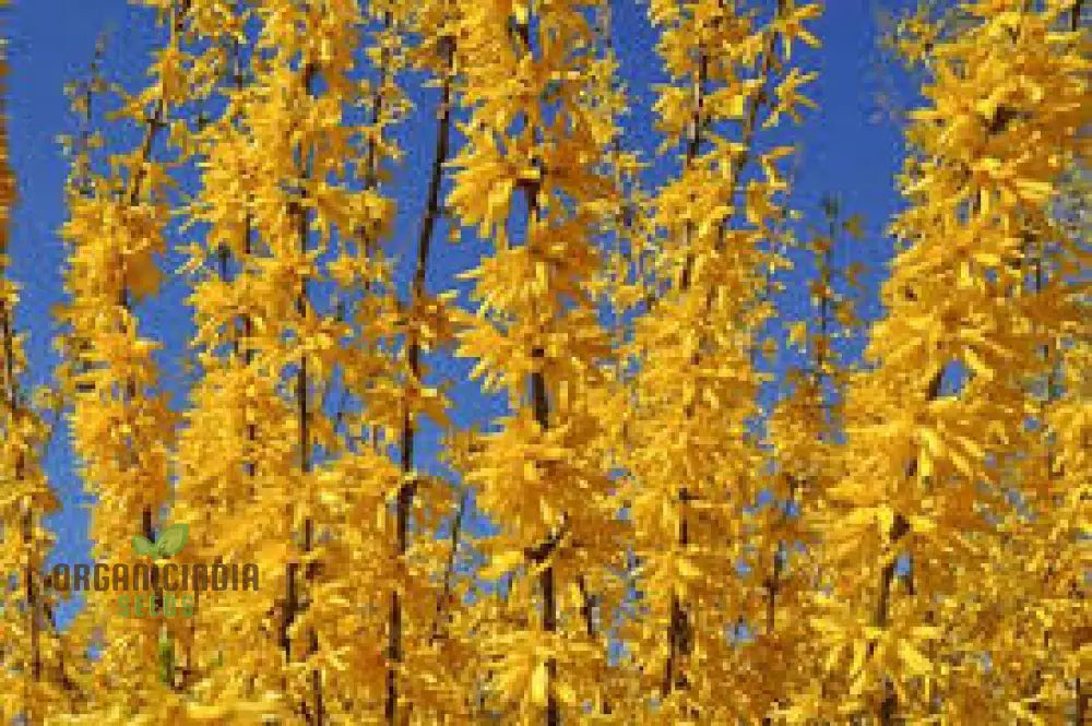 Weeping Forsythia Seeds - Suspensa Easy Planting And Maintenance For Stunning Landscapes