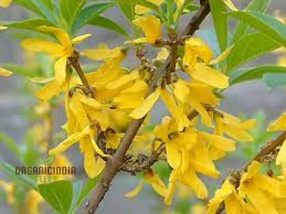 Weeping Forsythia Seeds - Suspensa Easy Planting And Maintenance For Stunning Landscapes