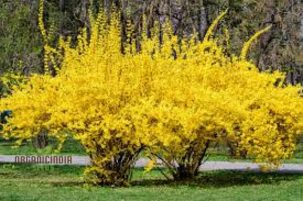 Weeping Forsythia Seeds - Suspensa Easy Planting And Maintenance For Stunning Landscapes