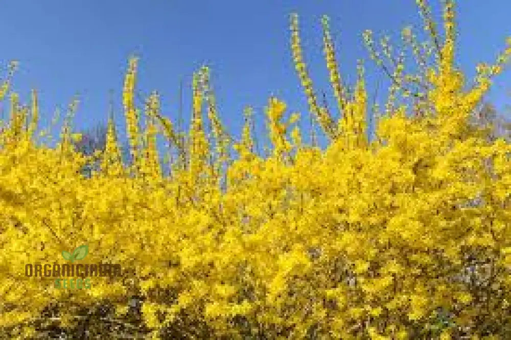 Weeping Forsythia Seeds - Suspensa Easy Planting And Maintenance For Stunning Landscapes