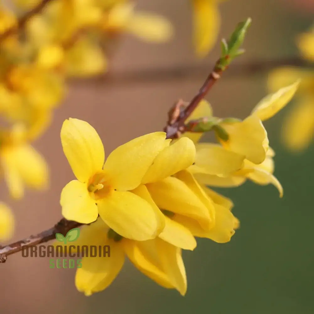 Weeping Forsythia Seeds - Suspensa Easy Planting And Maintenance For Stunning Landscapes