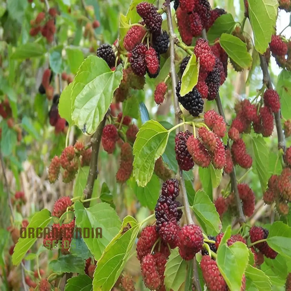 Weeping Mulberry Fruit Seeds For Gardening Enthusiasts - Perfect Your Home Garden