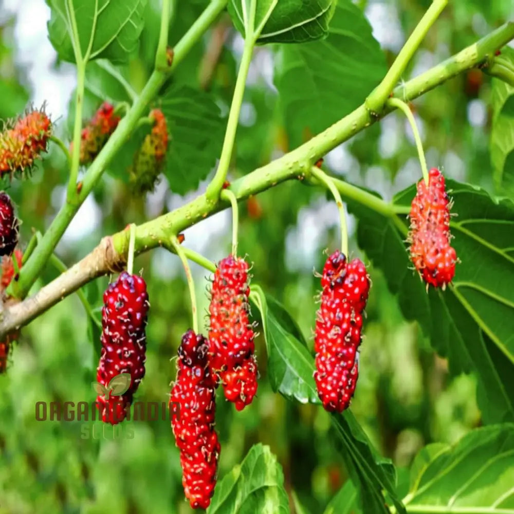 Weeping Mulberry Fruit Seeds For Gardening Enthusiasts - Perfect Your Home Garden