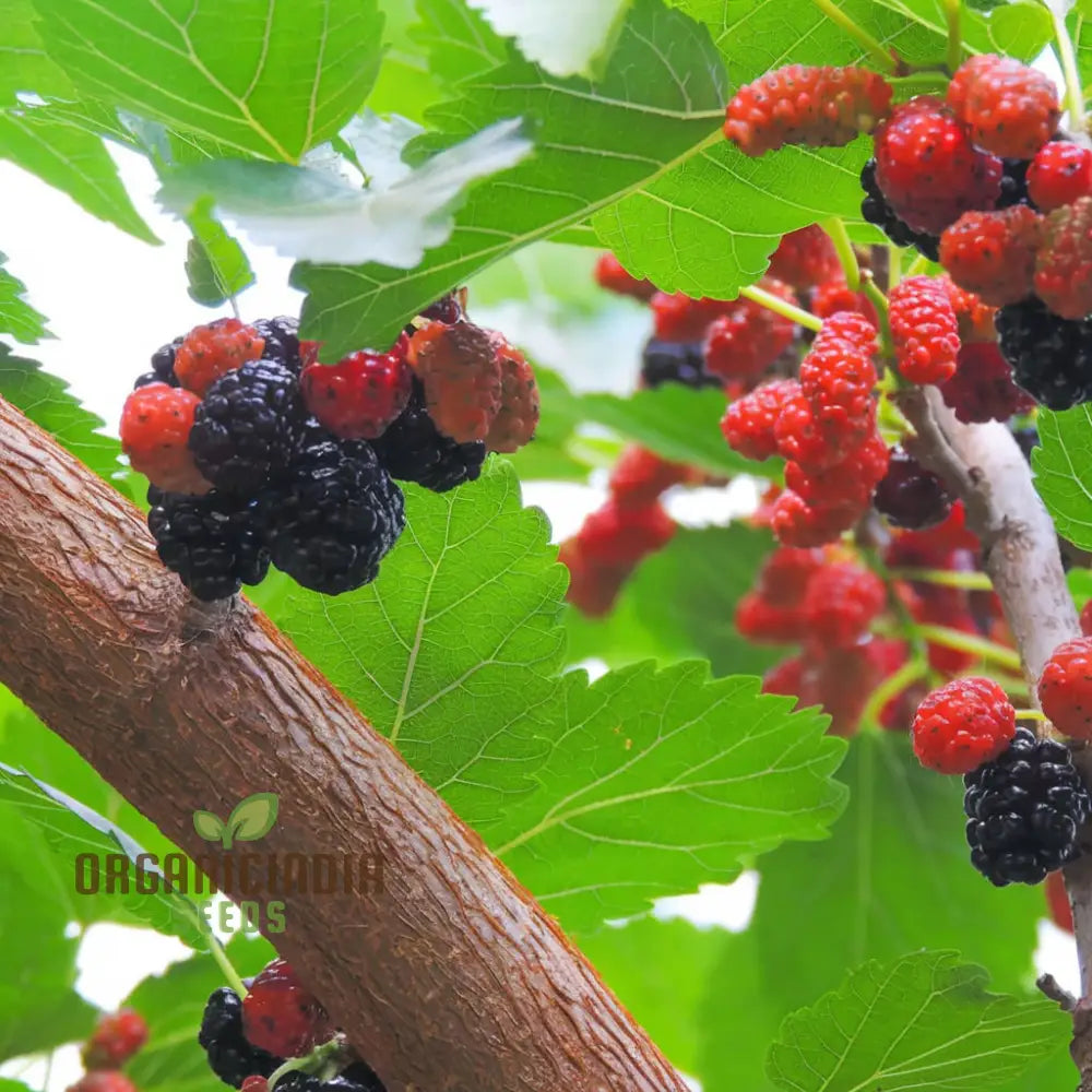 Weeping Mulberry Fruit Seeds For Gardening Enthusiasts - Perfect Your Home Garden