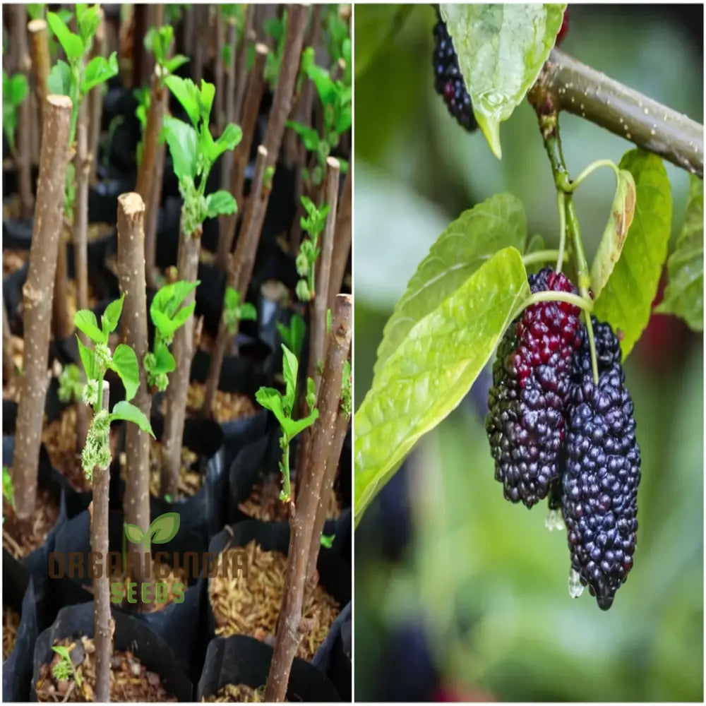 Weeping Mulberry Fruit Seeds For Gardening Enthusiasts - Perfect Your Home Garden