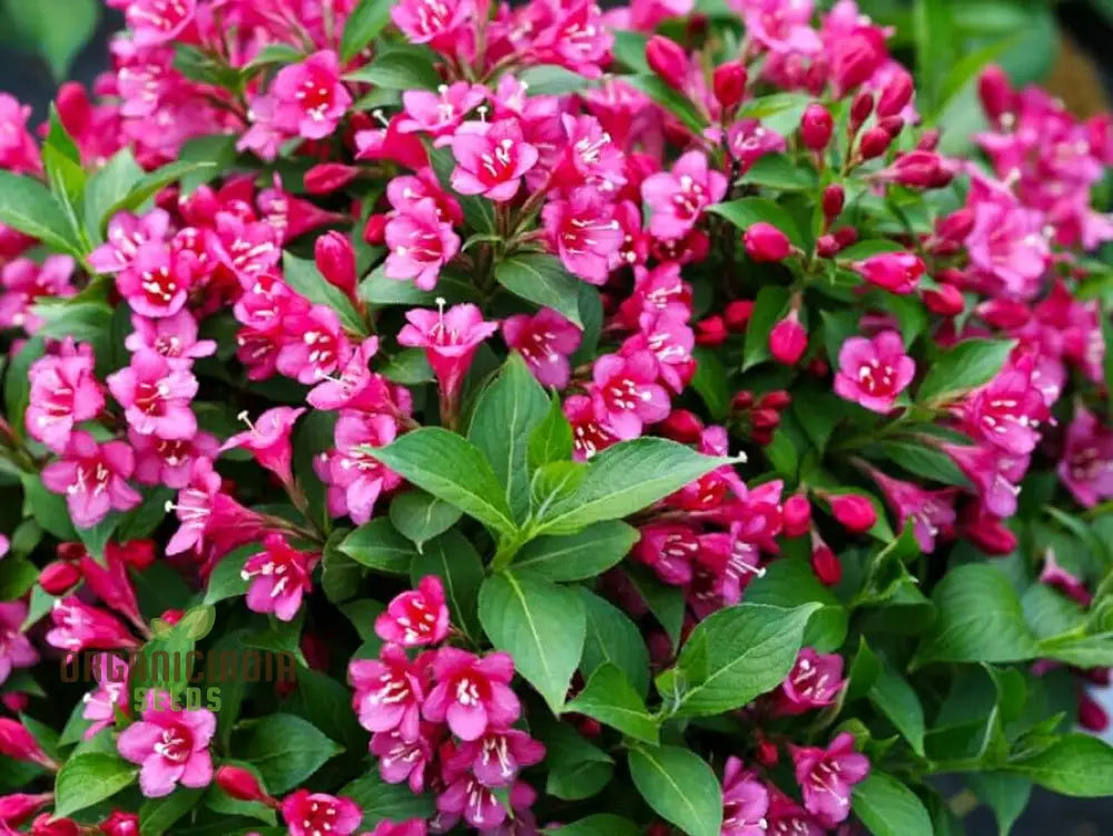 Weigela Florida Seeds For Planting Hardy Shrub With Vibrant Blooms