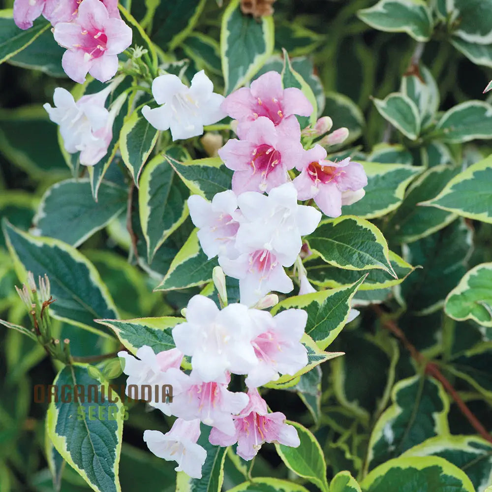 Weigela Florida Seeds For Planting Hardy Shrub With Vibrant Blooms