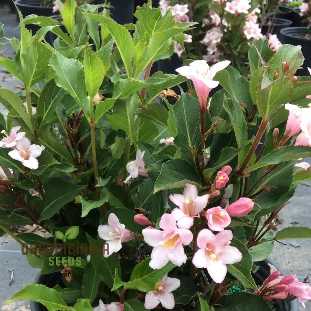 Weigela Florida Seeds For Planting Hardy Shrub With Vibrant Blooms