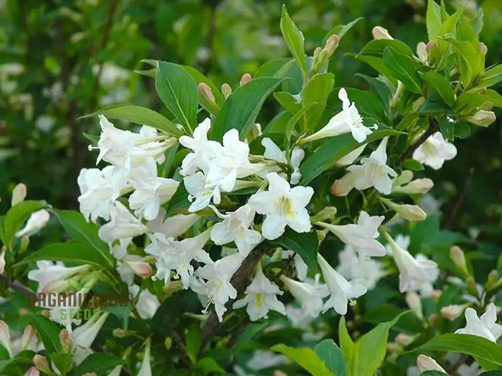 Weigela Florida ’Snowflake’ Seeds - Hardy Planting Instructions Included For Your Garden